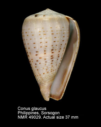 Conus glaucus.jpg - Conus glaucusLinnaeus,1758